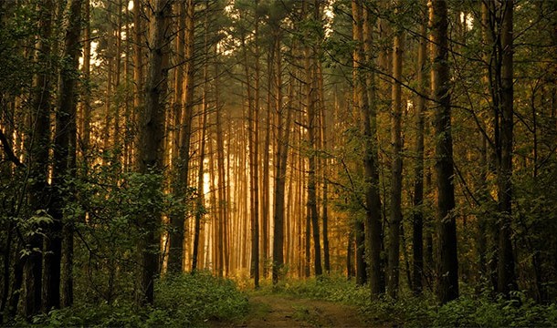 ترس از چوب ، جنگل ها یا درخت ها !