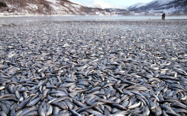 ماهی های مرده در ساحل