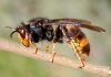 20 مورد از خطرناک ترین حشرات در جهان