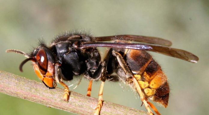 20 مورد از خطرناک ترین حشرات در جهان