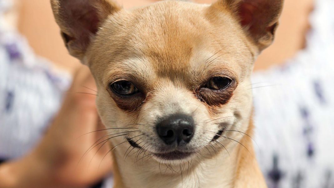 عکس‌های خنده‌دار از حیوانات خانگی و احساساتشان