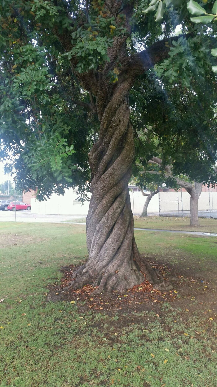 تنه کاملا پیچ خورده این درخت