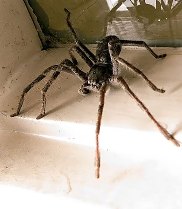 سایز این عنکبوت ترسناک