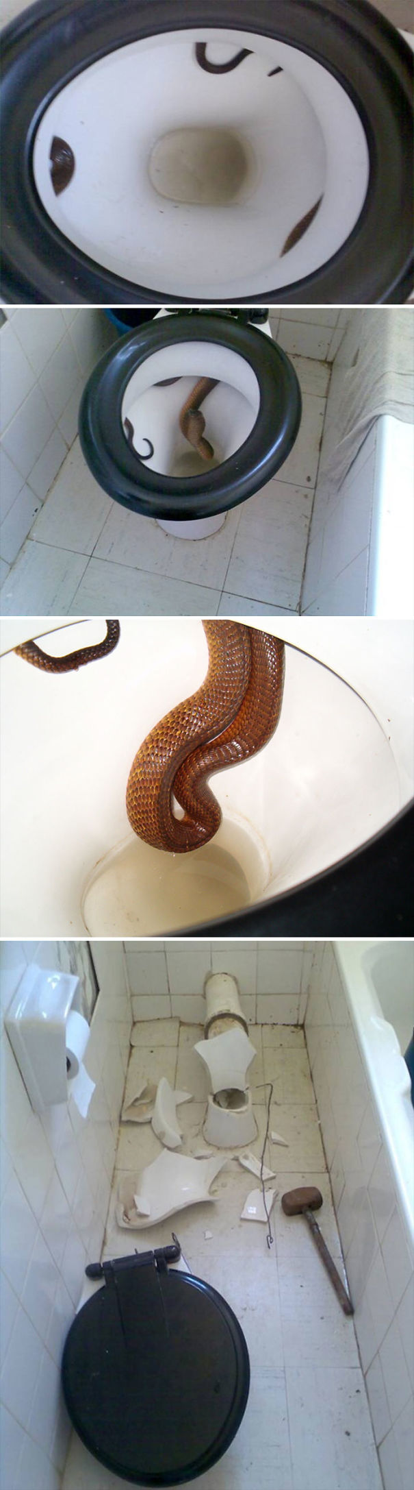 چیزی که ممکن است در توالت‌های استرالیا یافت شود