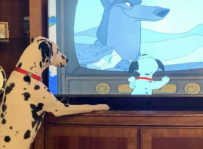 یک سگ در حال دیدن یک سگِ در حال تماشای یک سگِ دیگر!