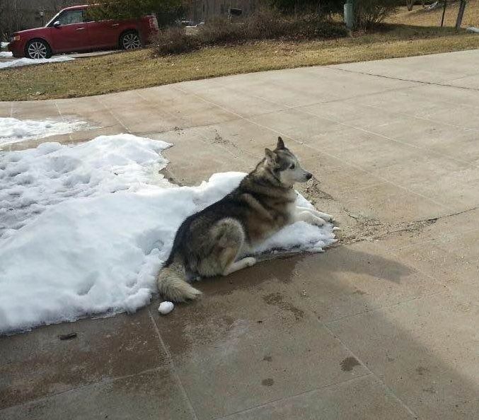 همسایه‌هام بهم گفتن که نباید توی برف زمستون سگت رو بذاری به امون خدا و توی سرما ولش کنی، منم این عکس رو براشون فرستادم.