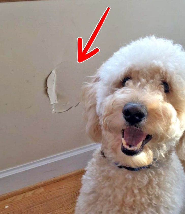 اینم سگ من که وقتی دنبال توپش بود با سر رفت توی دیوار، حالا هم با افتخار داره نتیجه کارش رو بهم نشون میده.