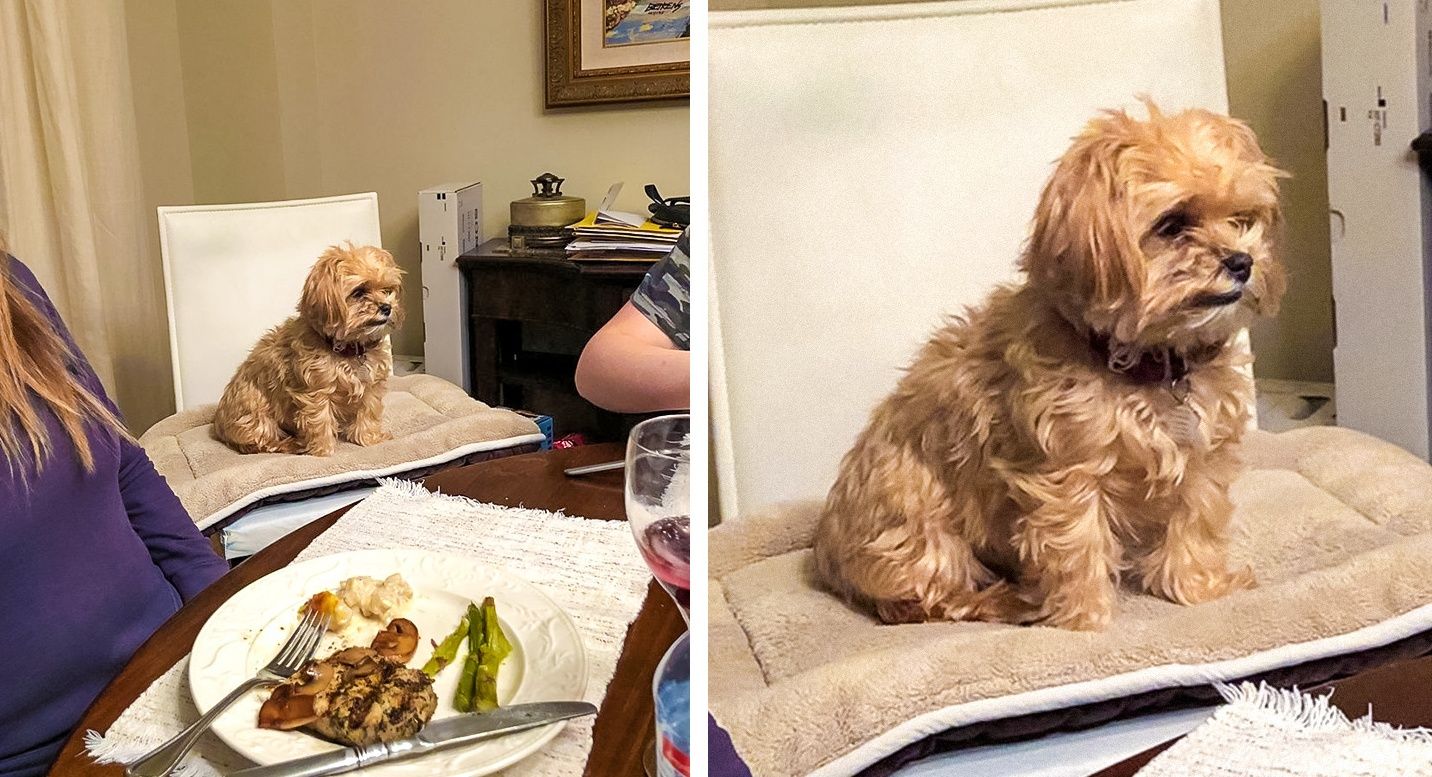 هر بار که میشینیم دور میز برای غذا خوردن، سگ ما احساس تنهایی می کنه و بی قرار میشه، برای همین یه صندلی کنار میز براش میذاریم.