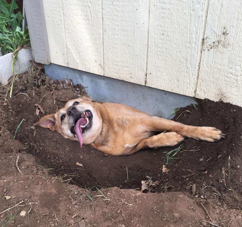 اینم سگ همکار من که زیر کلبه چوبیش گیر کرده.